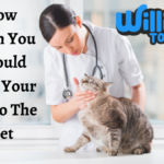 How Often you Should take your Cat to the Vet