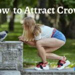 How to Attract Crows