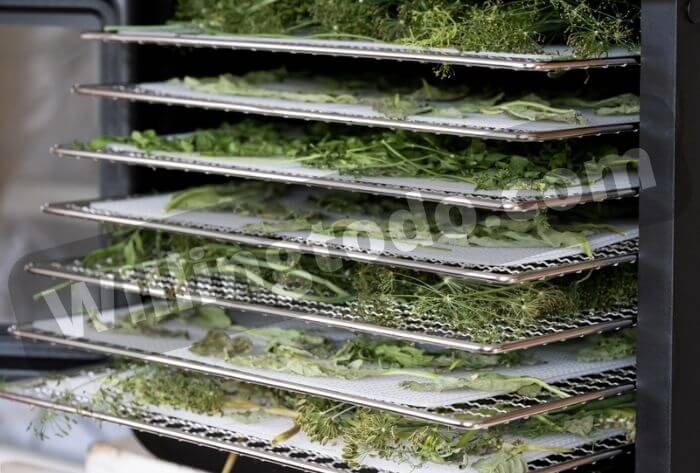 Dry Basil in Food-dehydrator