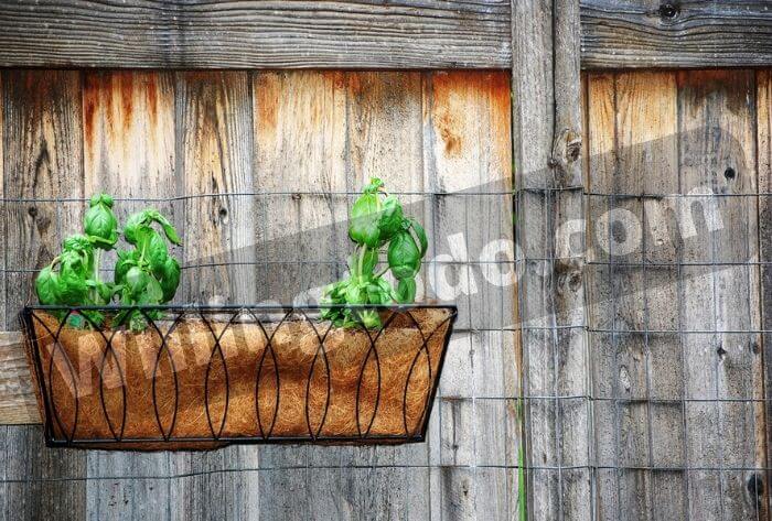 Hang Basil leaves to air dry