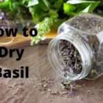 How to Dry Basil