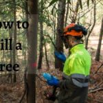 How to Kill a Tree