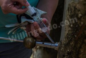 Inject Poison to kill the tree