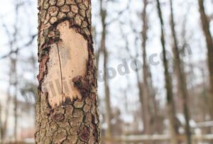 Starving a tree to kill it