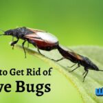 How to Get Rid of Love Bugs