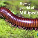 How to get rid of Millipedes Instantly