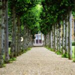 Real Benefits of Maintaining Trees in our life