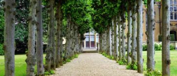 Real Benefits of Maintaining Trees in our life