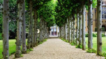 Real Benefits of Maintaining Trees in our life