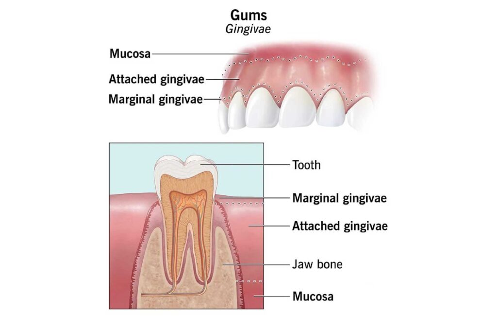Anatomy of the Gums