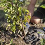 planting and raising trees