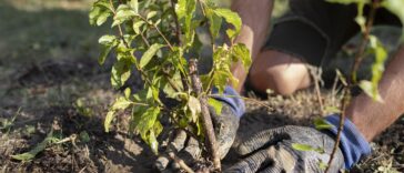 planting and raising trees