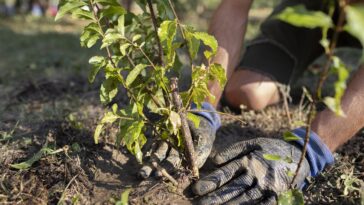 planting and raising trees