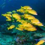 how old are cleaner fish