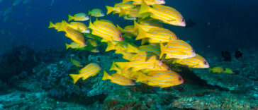 how old are cleaner fish