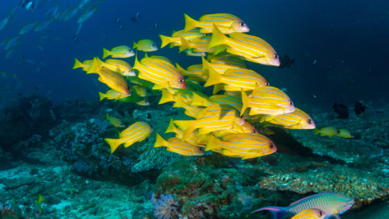 how old are cleaner fish