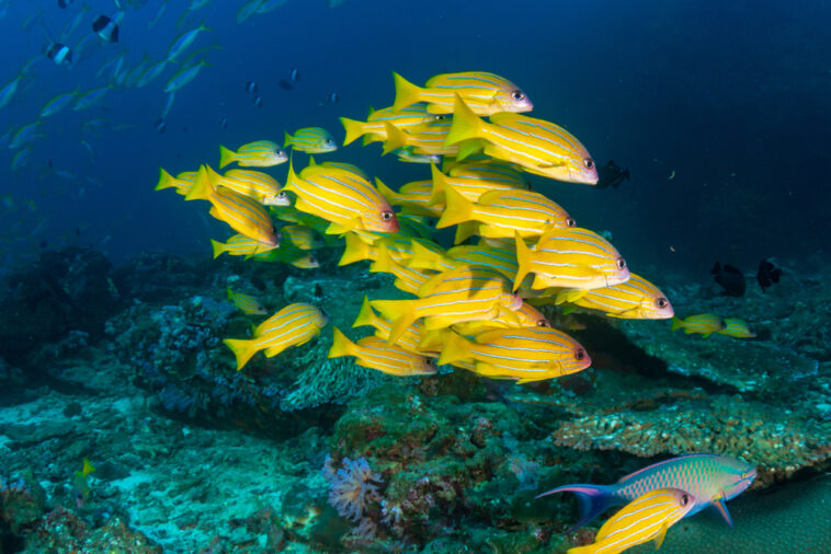 how old are cleaner fish