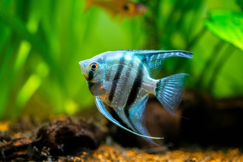 how old are cleaner fish