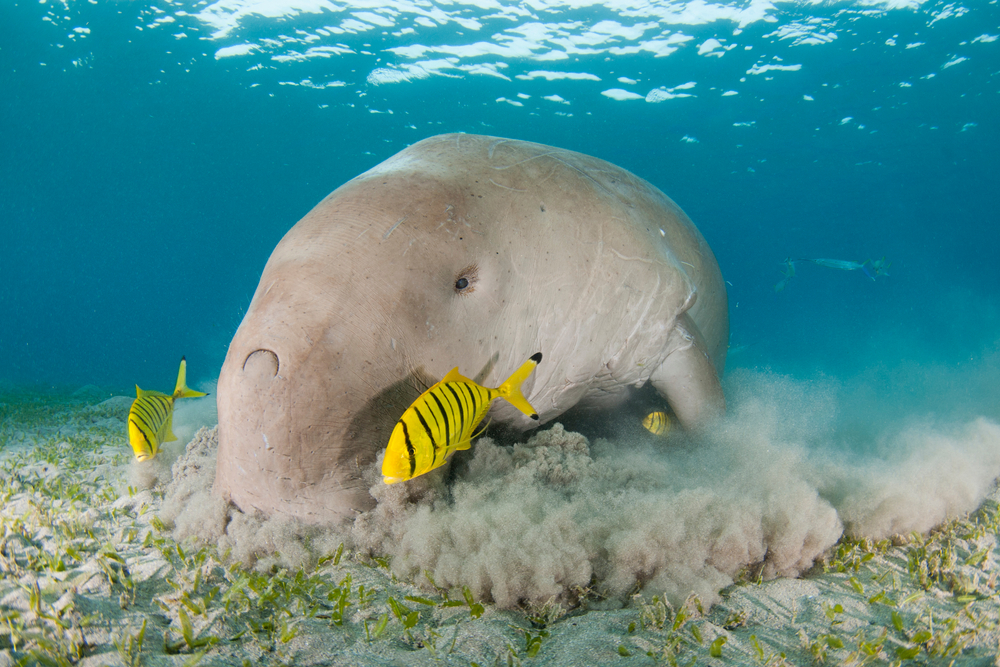 how old are cleaner fish